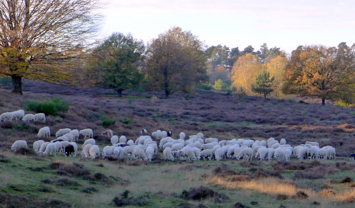 De schaapskudde op de hei