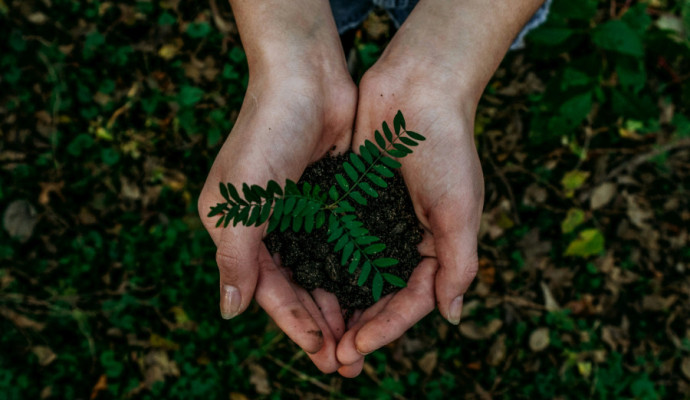 Plantje in handen