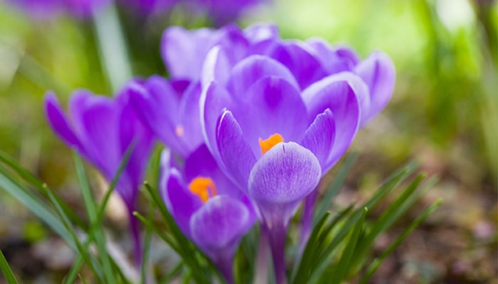 Paarse lentebloem
