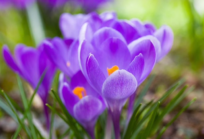 Paarse lentebloem