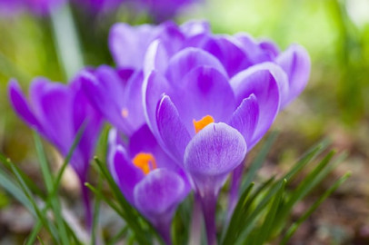 Paarse lentebloem