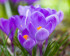 Paarse lentebloem