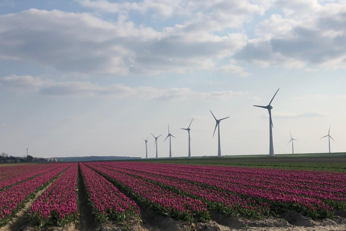 Flevoland landschap molens en tulpen